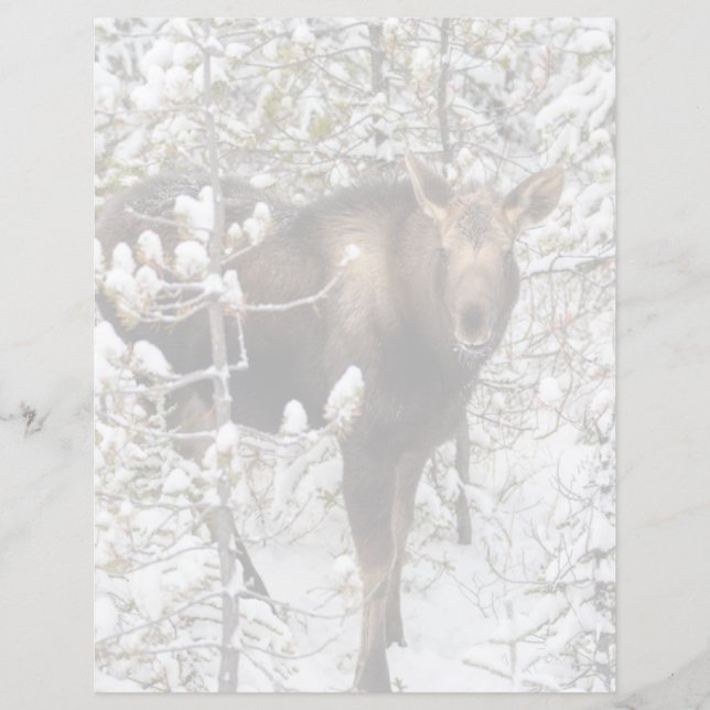 Lámina Animales de bebé más afectados | Moose Calf (Anverso)