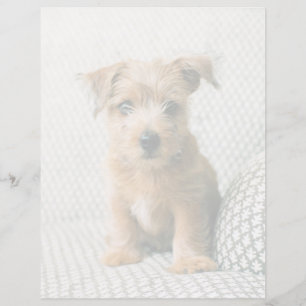 Lámina Animales de bebé más afectados Norfolk Terrier P