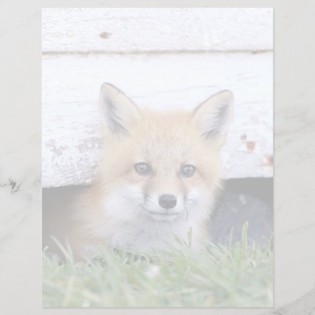 Lámina Animales de bebé más afectados | Red Fox Kit Peeki (Anverso)