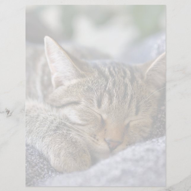 Lámina Animales de bebé más afectados | Tabby Kitten Slee (Anverso)
