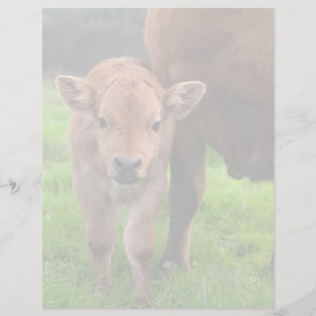 Lámina Animales de bebé más afectados | Vaca y ternera (Anverso)
