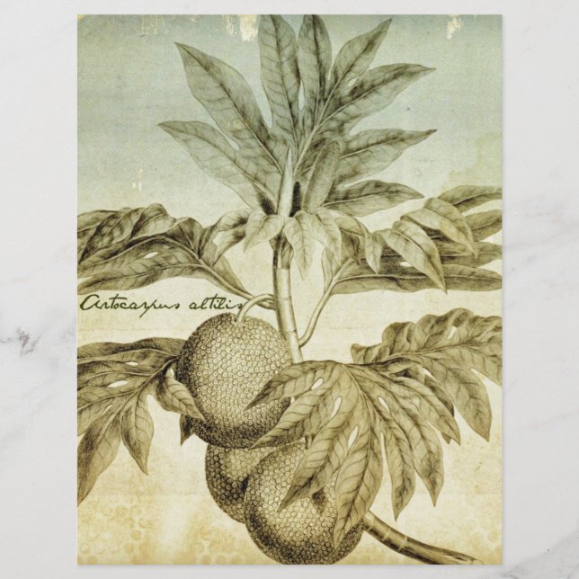 Lámina Antiguo Breadfruit Artocarpus Altilis (Anverso)
