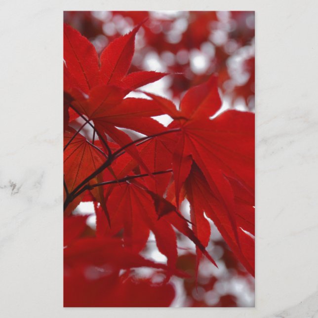 Lámina Árbol de arce japonés (Anverso)