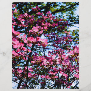 Lámina Árbol de dogwood rosa florido