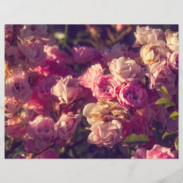 Lámina Arbusto de rosas rojas (Anverso)