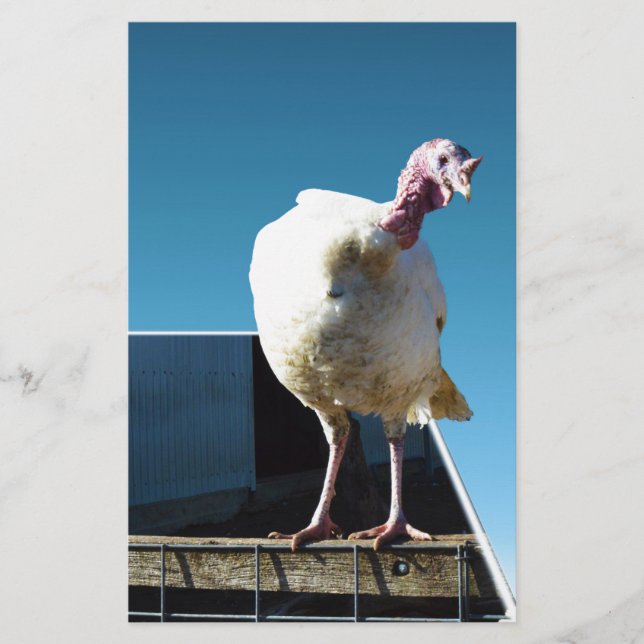 Lámina Arte emergente de pavo, (Anverso)
