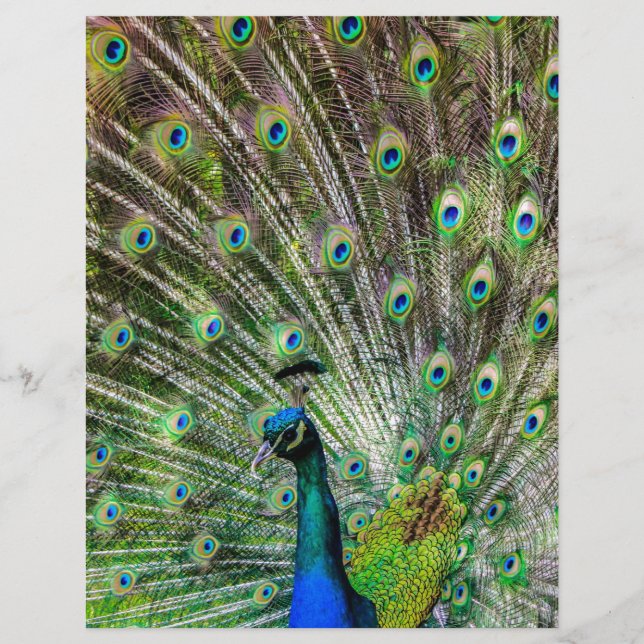 Lámina Asombroso Peacock y plumas accesorios de fotografí (Anverso)