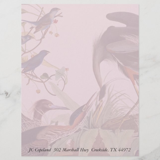 Lámina Audubon Heron Birds Collage Stationery Letterhead (Anverso)