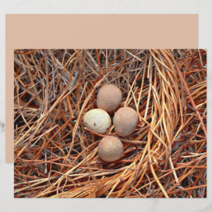 Lámina Ave Nest Brown Huevos Antiguo Viejo Antiguo Retro