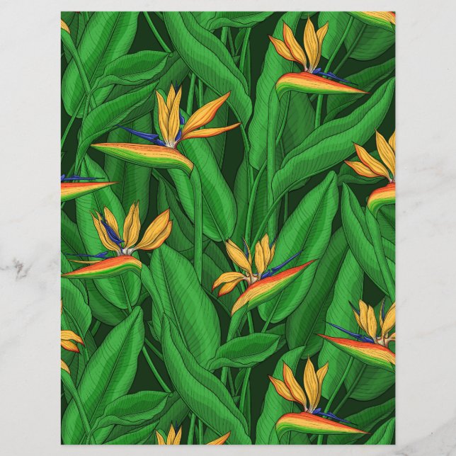 Lámina Ave nocturna del paraíso del jardín (Anverso)