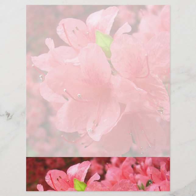 Lámina Azalea Field - Letterhead (Anverso)