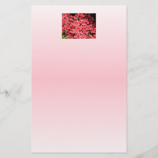 Lámina Azaleas. Flores rosadas bonitos.