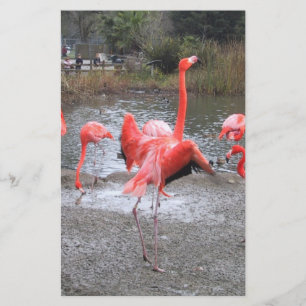 Lámina baile flamingo