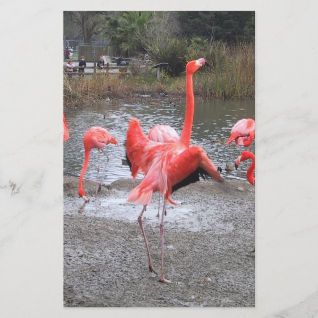 Lámina baile flamingo (Anverso)