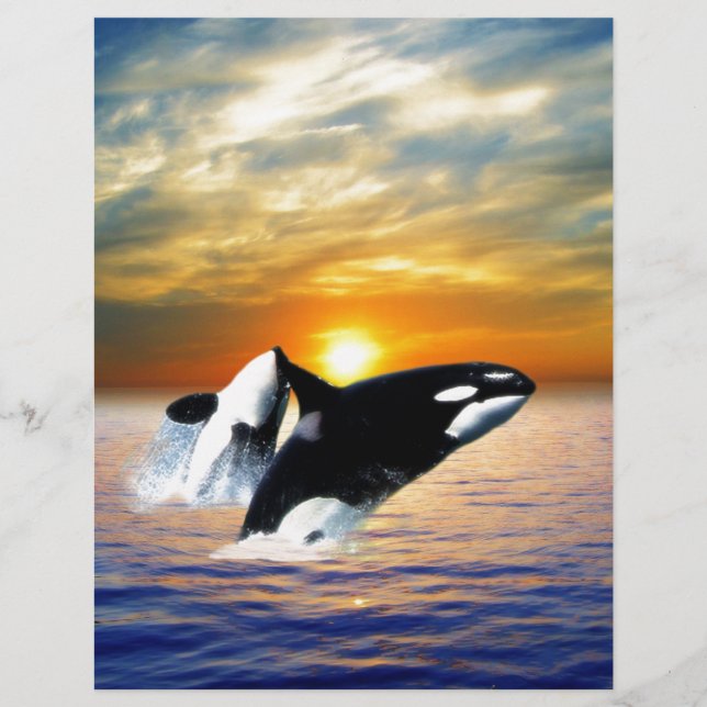 Lámina Ballenas al atardecer (Anverso)