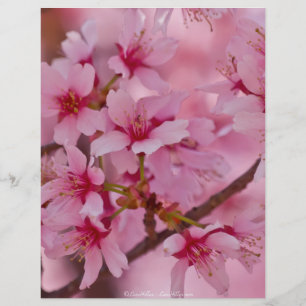 Lámina Bathin in Pink Japanese Cherry Blossoms