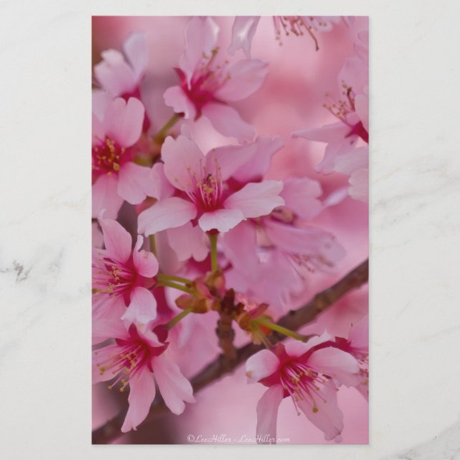 Lámina Bathin in Pink Japanese Cherry Blossoms (Anverso)