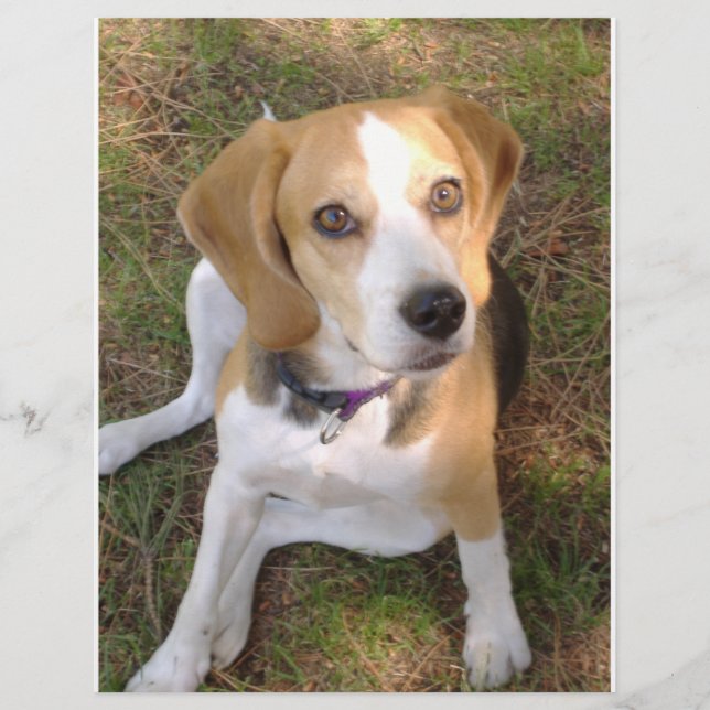 Lámina Beagle de 2 (Anverso)