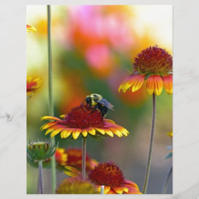 Lámina Bee on Gaillardia (Anverso)
