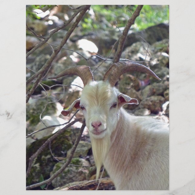 Lámina Billy Goat (Anverso)