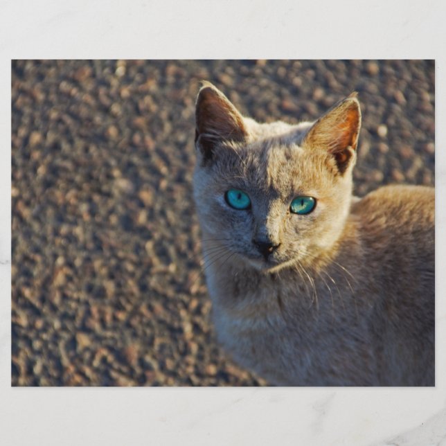 Lámina Blue Eyed Cat (Anverso)