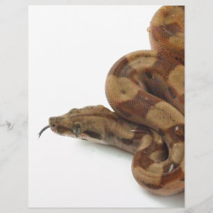 Lámina Boa Constrictor En Costado, Idioma Parpadeante