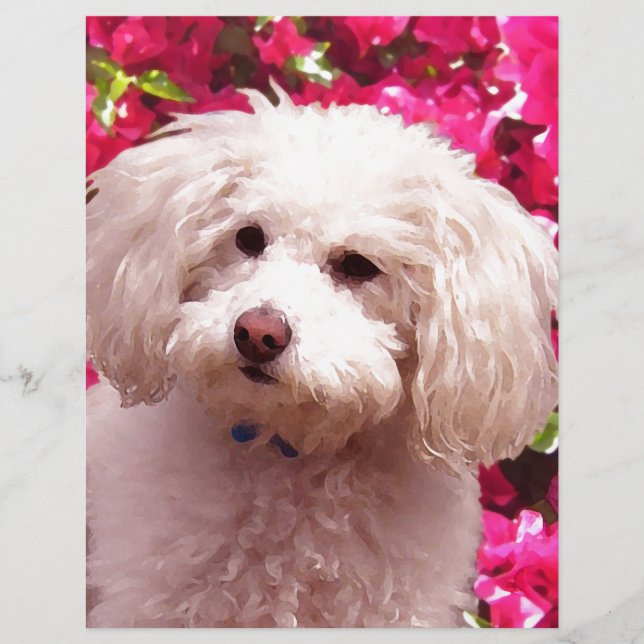 Lámina Bonito Poodle (Anverso)