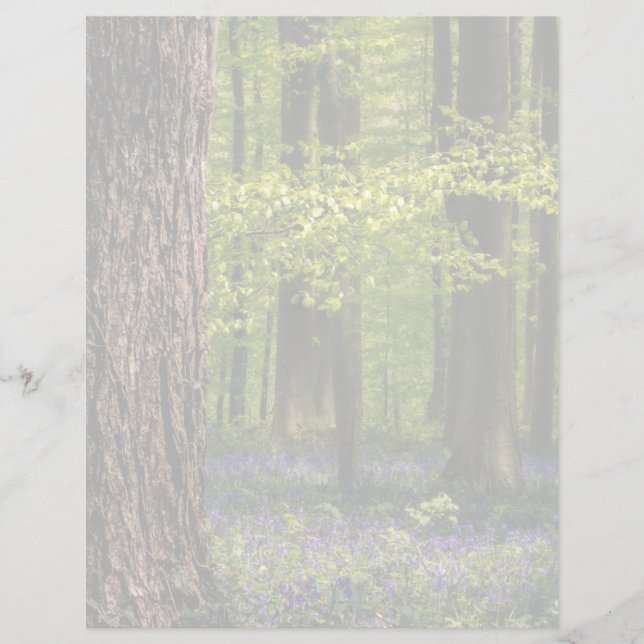 Lámina Bosques | Bluebells en Bélgica (Anverso)