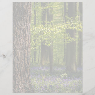 Lámina Bosques Bluebells en Bélgica
