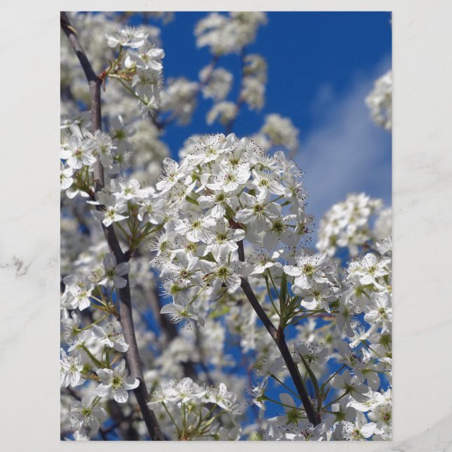 Lámina Bradford Pear Blooms (Anverso)