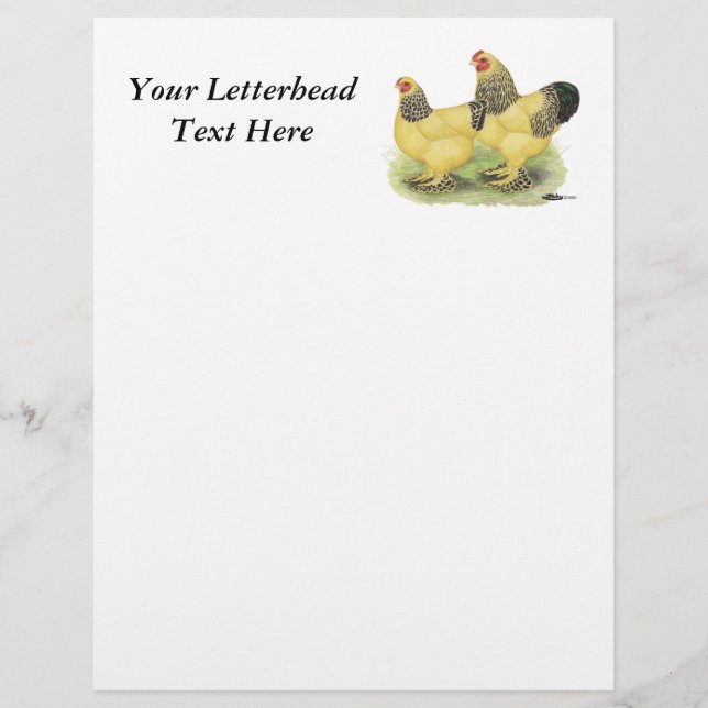 Lámina Brahma Buff Pair (Anverso)