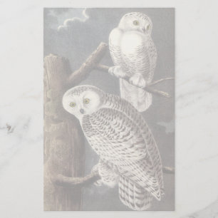 Lámina Búho Nival, John Audubon
