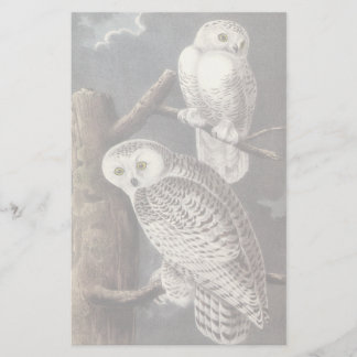 Lámina Búho Nival, John Audubon
