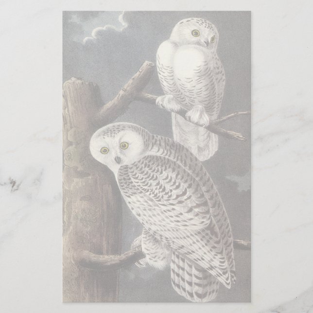 Lámina Búho Nival, John Audubon (Anverso)