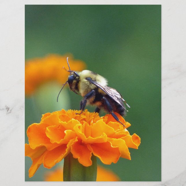 Lámina Busy Bee (Anverso)