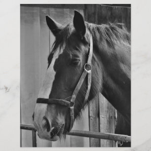 Lámina Caballo blanco negro - Arte fotográfico animal