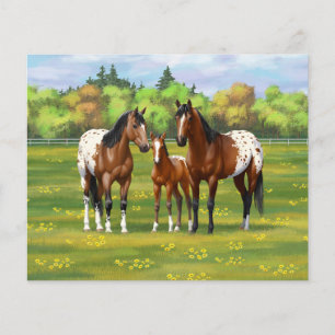 Lámina Caballos Appaloosa De La Bahía Marrón En Pastel De