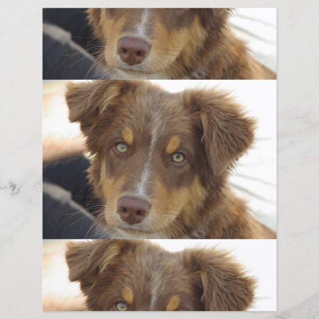 Lámina cachorro aussie rojo tri (Anverso)