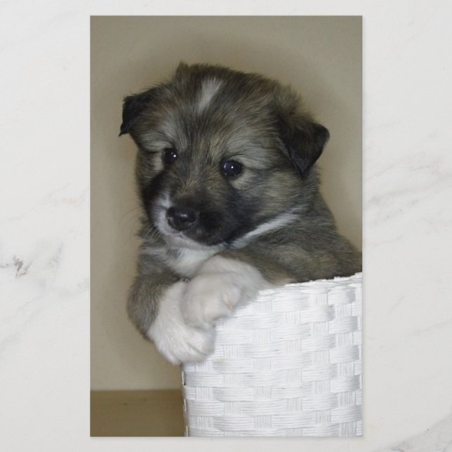 Lámina Cachorro de perro islandés (Anverso)