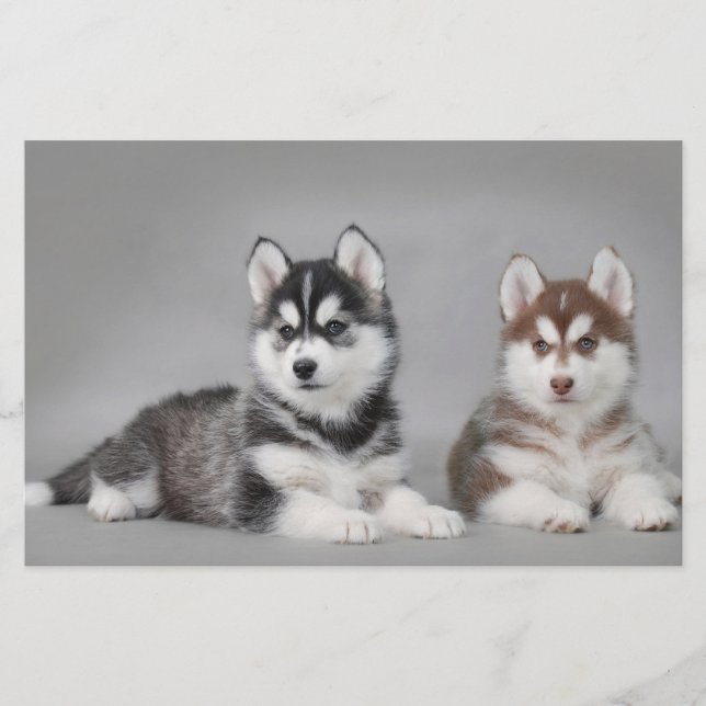 Lámina Cachorros caseros siberianos (Anverso)