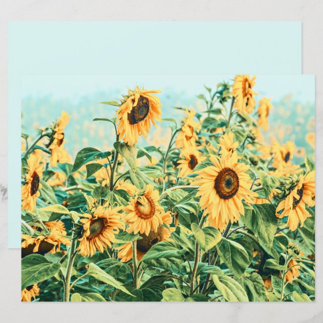 Lámina Campo de girasol Decoración Verde azulada amarilla (Anverso / Reverso)