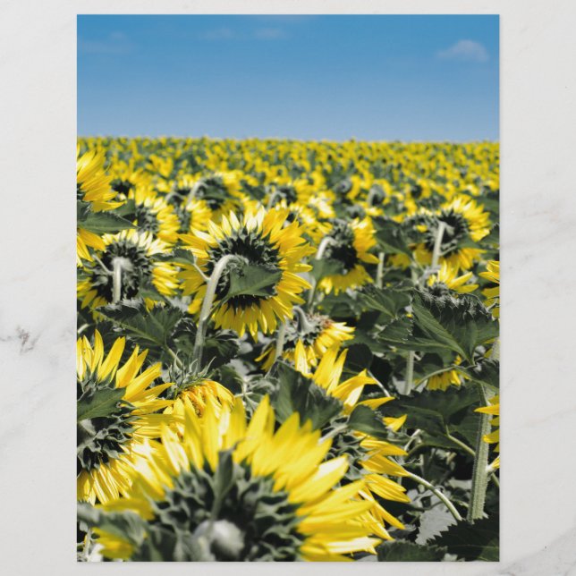 Lámina Campo de girasoles (Anverso)