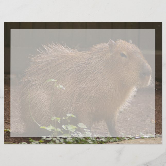 Lámina Capibara (Anverso)