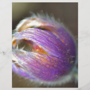 Lámina Capullo de flor de pasque