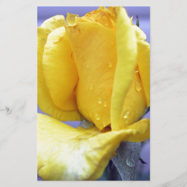 Lámina Capullo de Rosa Amarillo (Anverso)