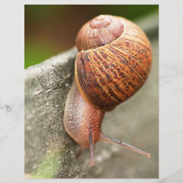 Lámina caracol (Anverso)