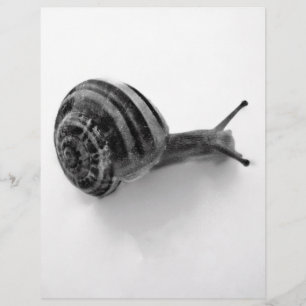 Lámina Caracol B&W