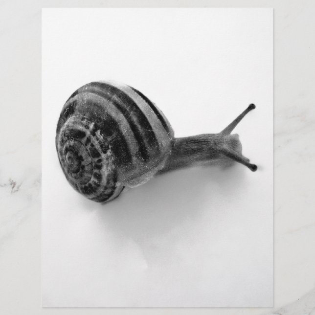 Lámina Caracol B&W (Anverso)