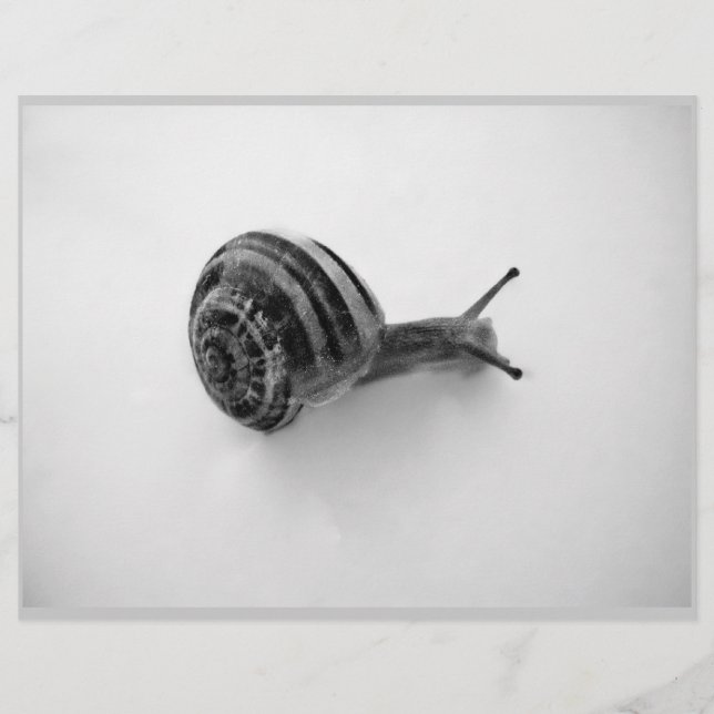 Lámina Caracol B&W (Anverso)