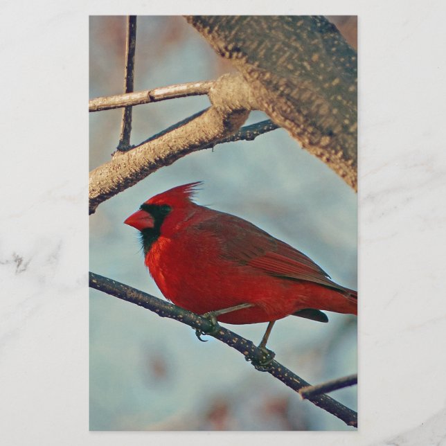 Lámina Cardenal masculino de bonito (Anverso)